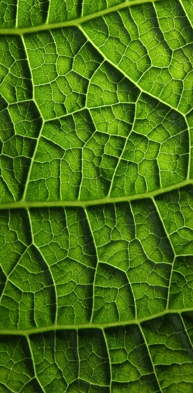 Texture Foliage