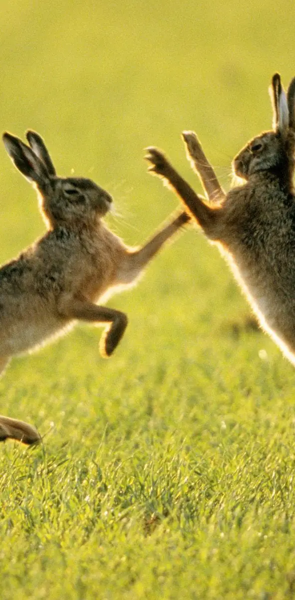 Rabbit Fight