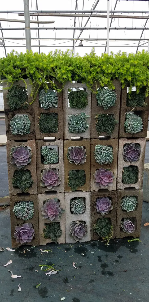 Succulent Wall
