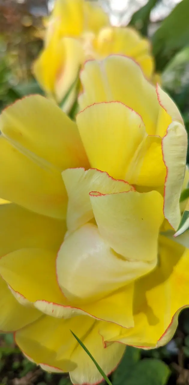 Yellow tulips red edge