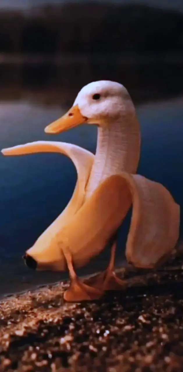 Duck Banana