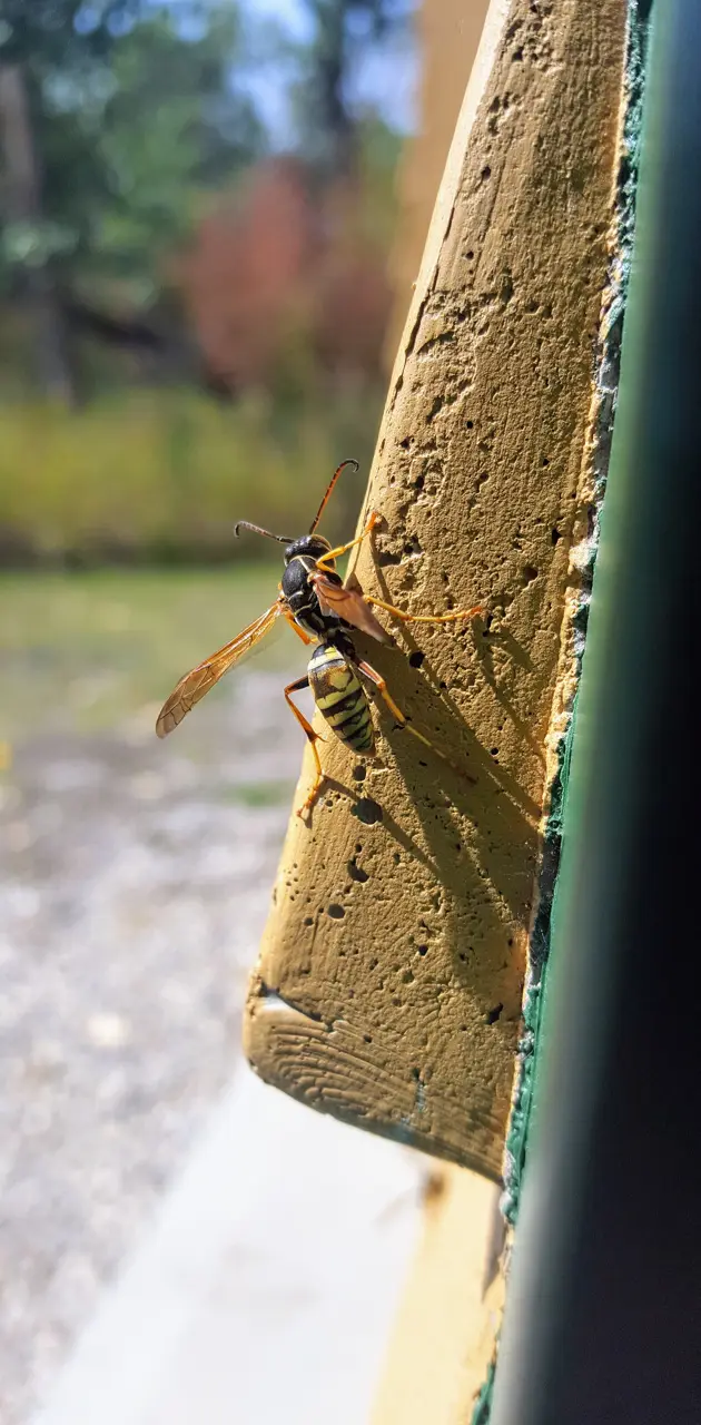 Wasp resting