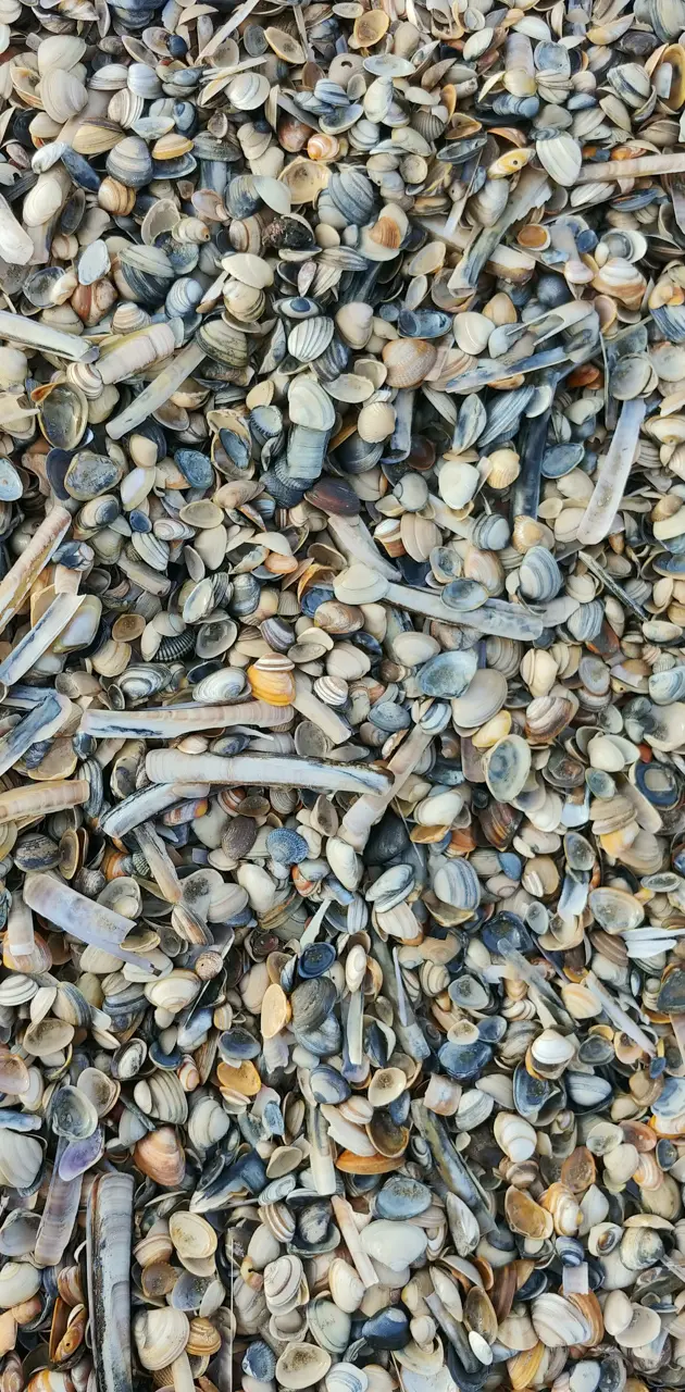 Dutch shells 