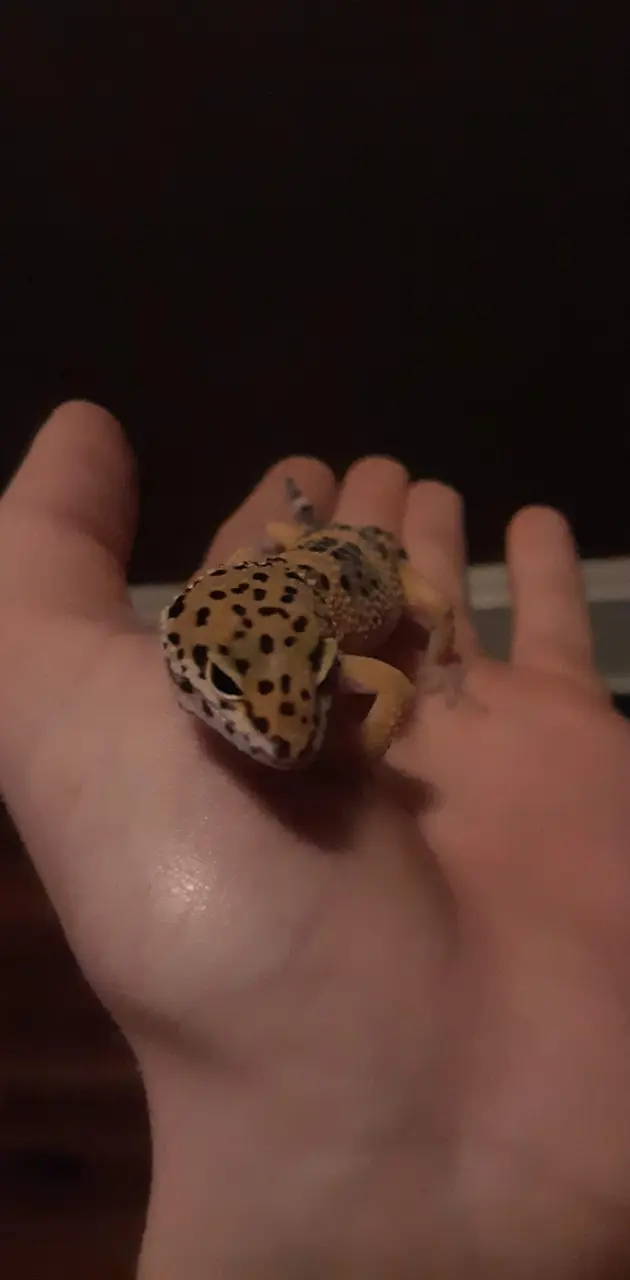 Leopard gecko 