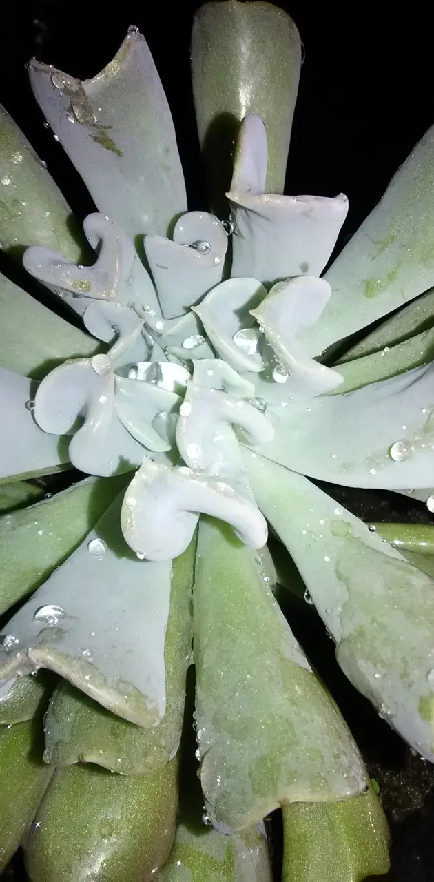Dew plant