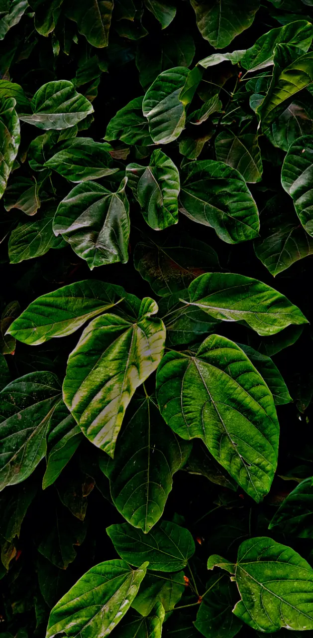Green Leaf photography