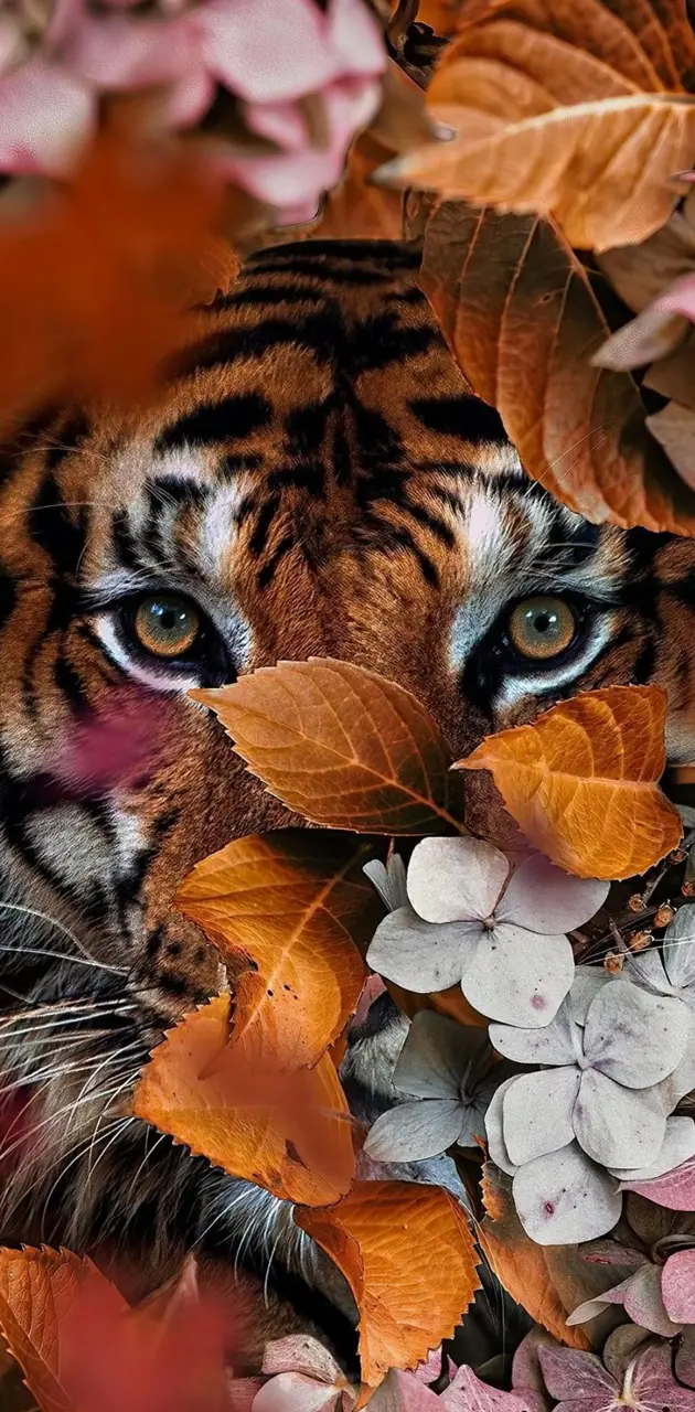 Eyes of the tiger