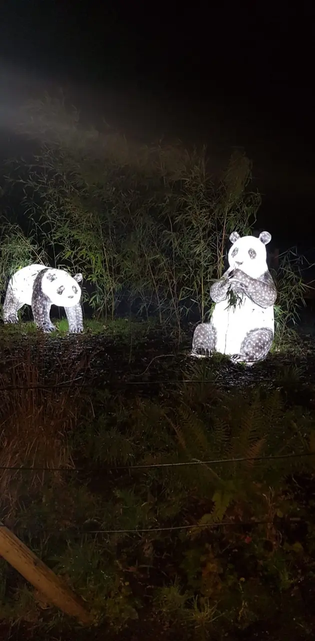 panda lights