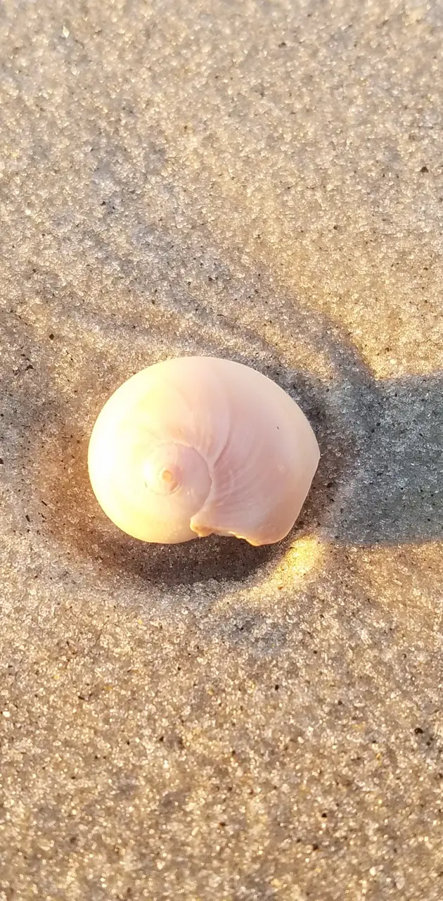Shell in sand