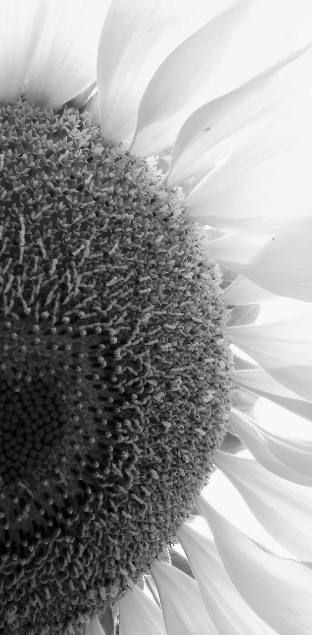 Sunflower's Heart