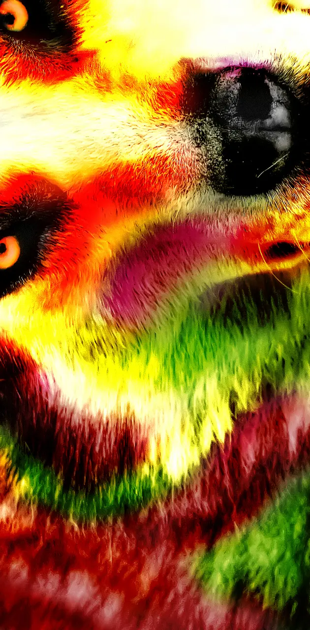 wolf colorful