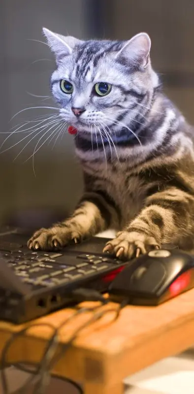 cat gamer