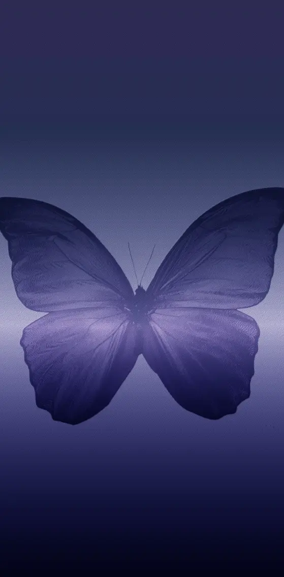 night butterfly