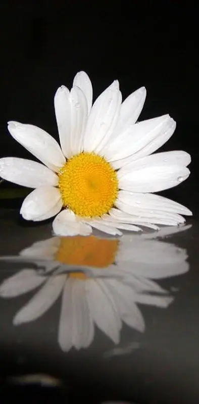 Daisy Reflection