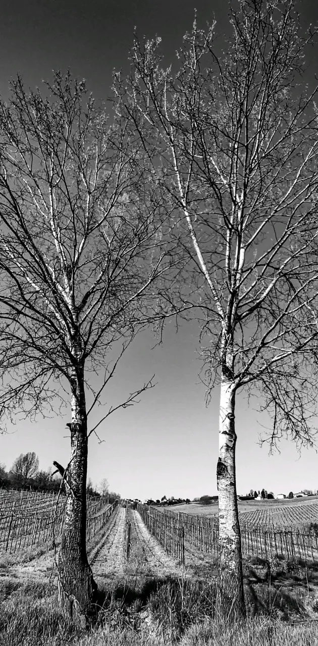 Twintrees