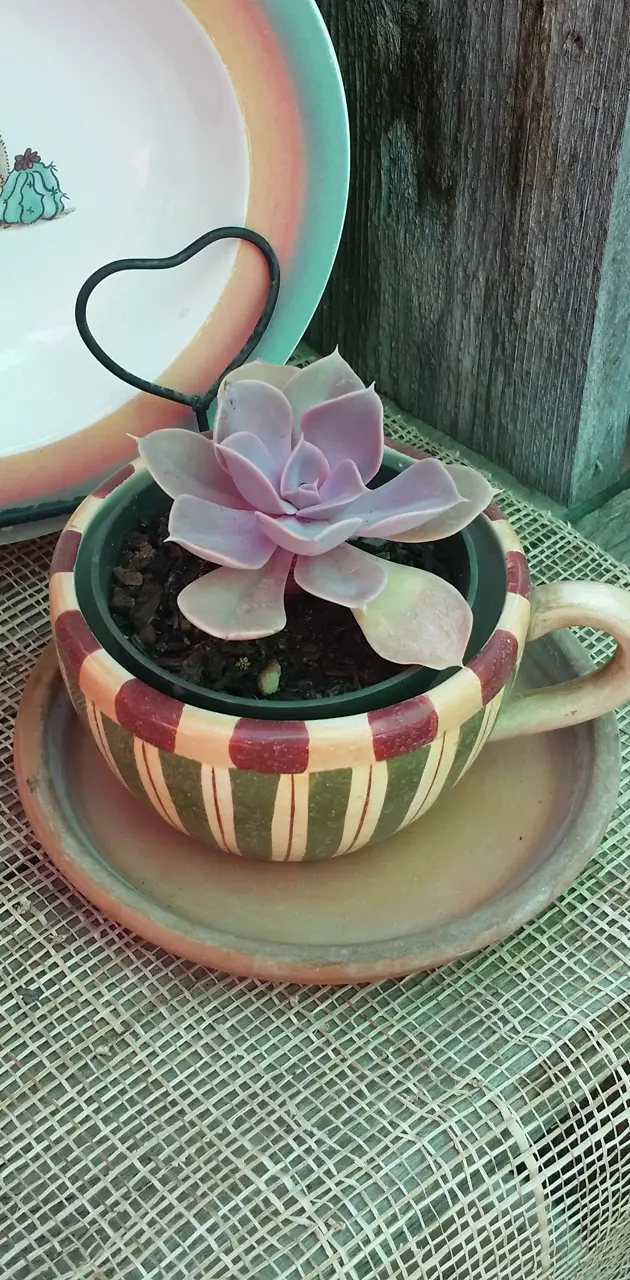 Succulent in a cup
