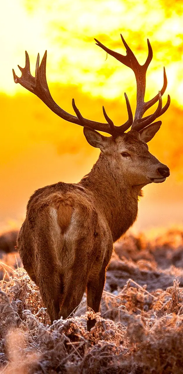 Deer - Sunset