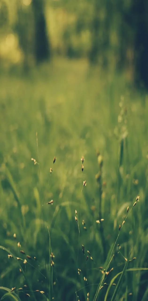 grass blur field
