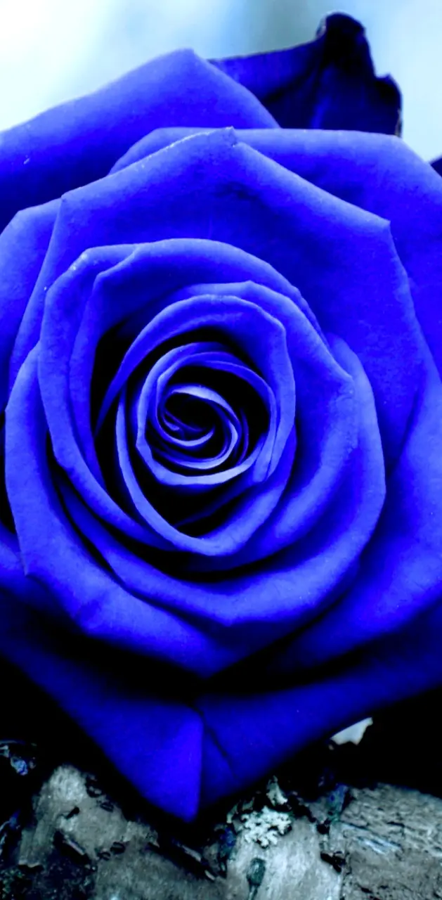 rose blue best 2