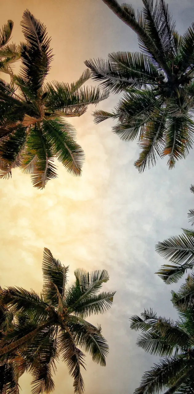 Palm Trees wallpaper by Dozztractive - Download on ZEDGE™ | fbe4