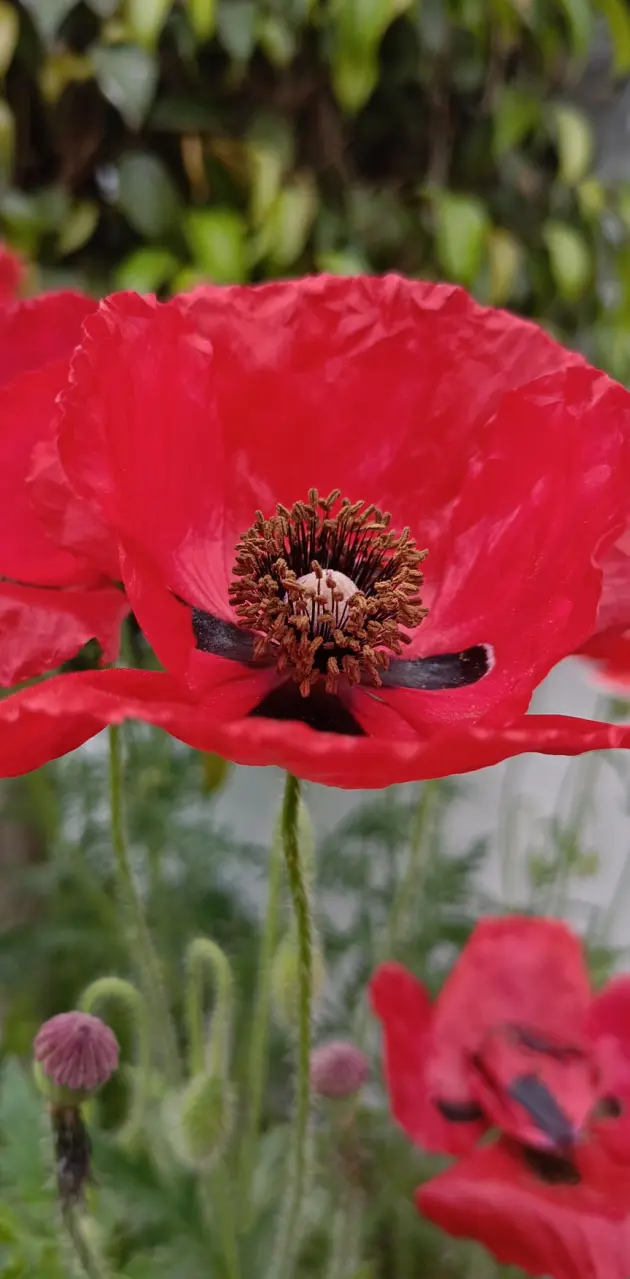 Red Poppy in Colour 