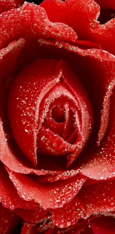 Rose And Droplets