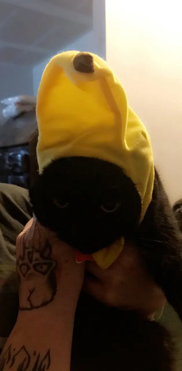 Cat with banana hat