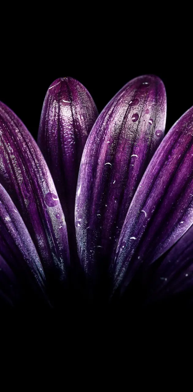Dark Purple Flower