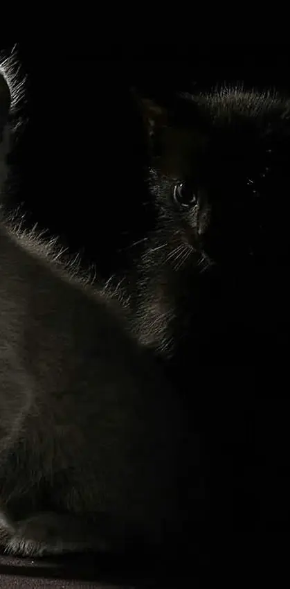 Kittens in the dark