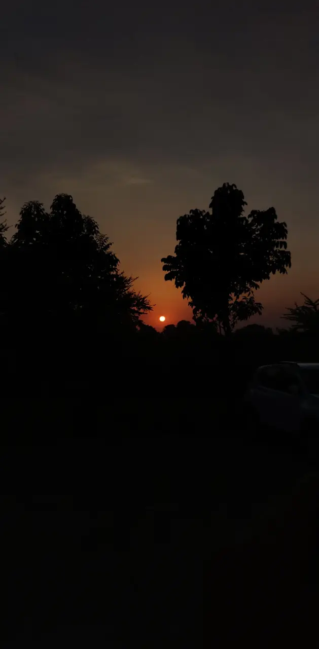 Sunset between trees