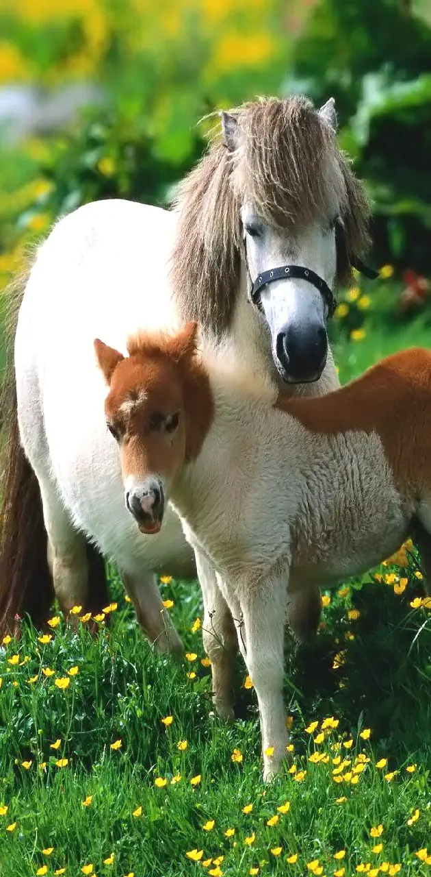pony