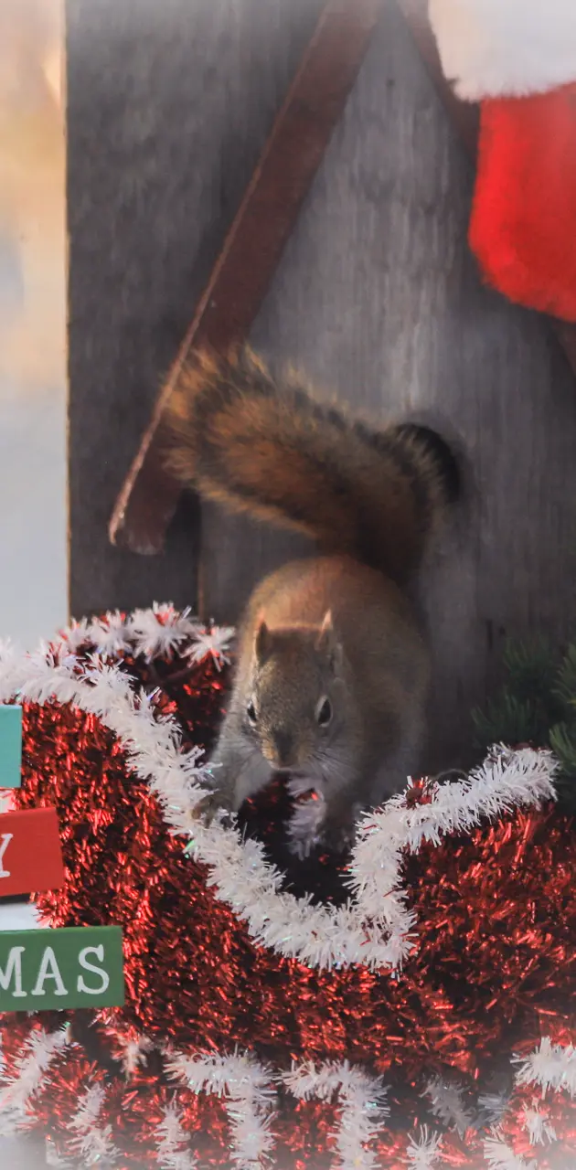 Squirrel Christmas