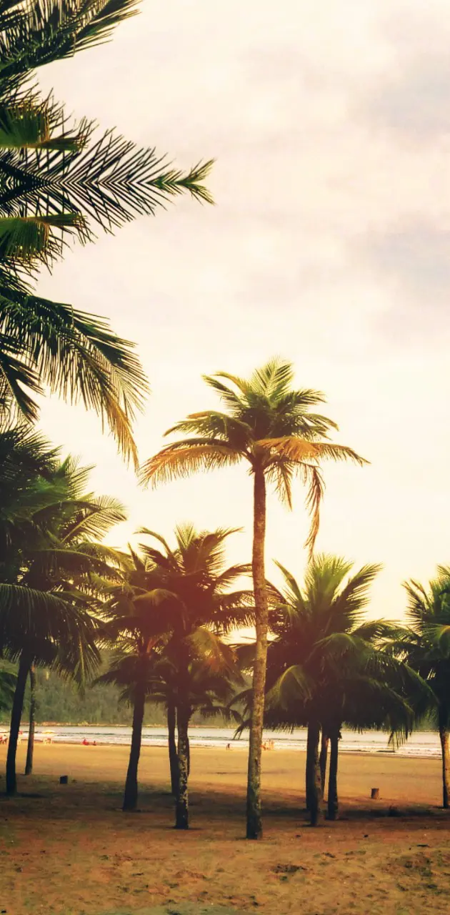 beach coconut trees