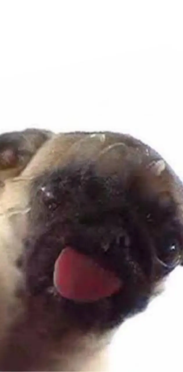 Pug Licking Screen