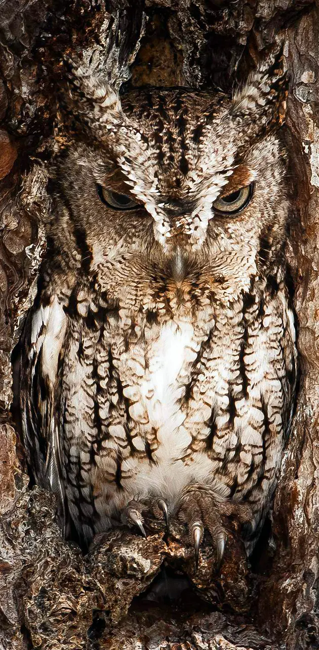 OwlWarrior