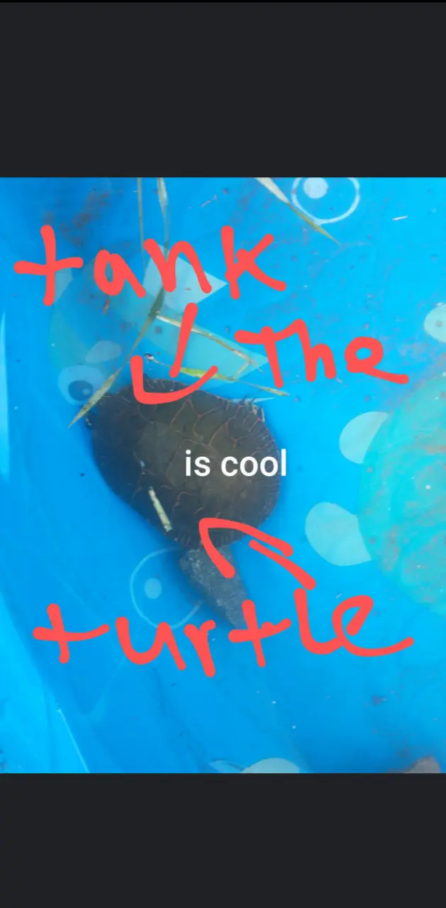 Tank the turtle