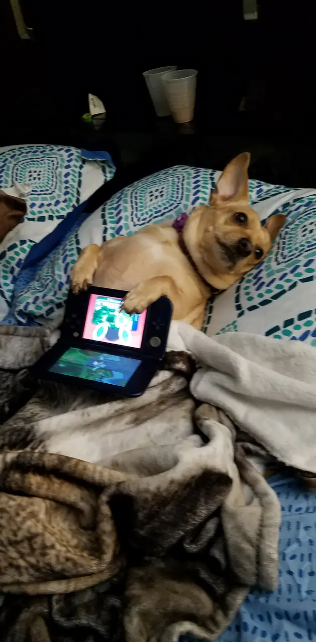 Dog playing pokemon 