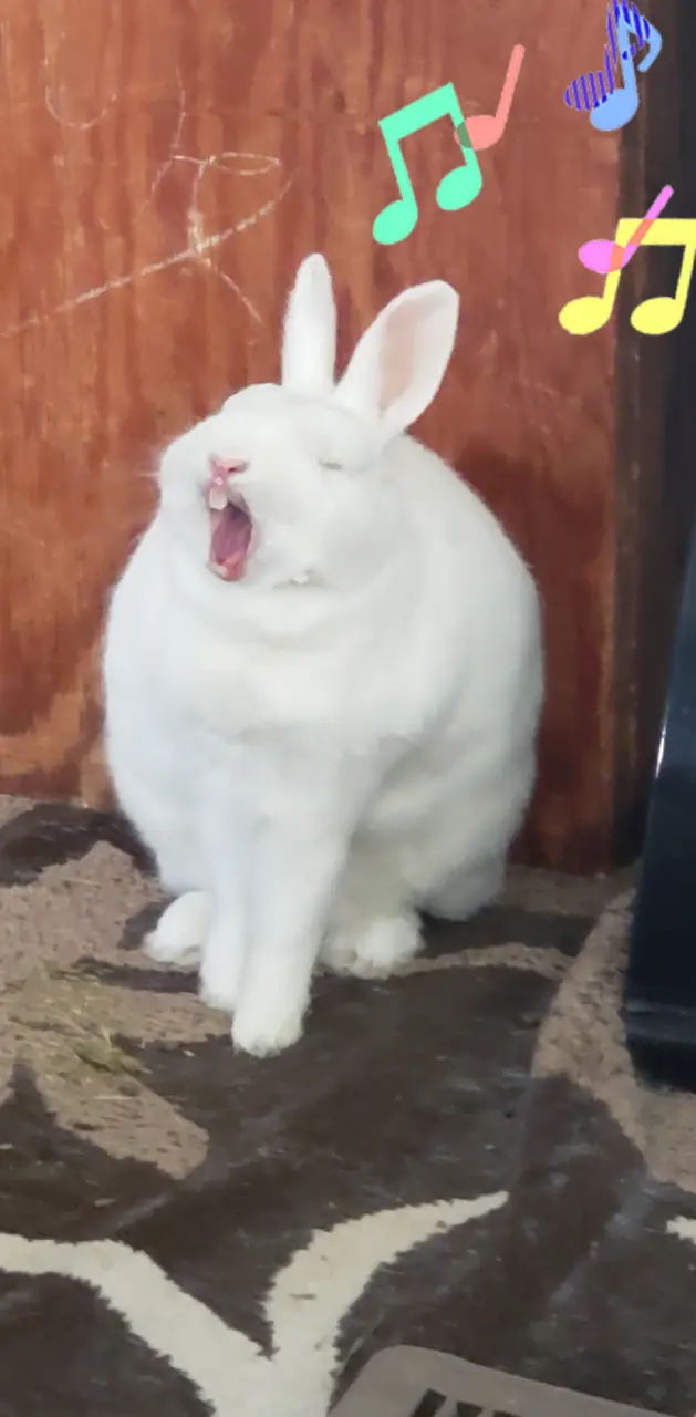 Singing bunny 