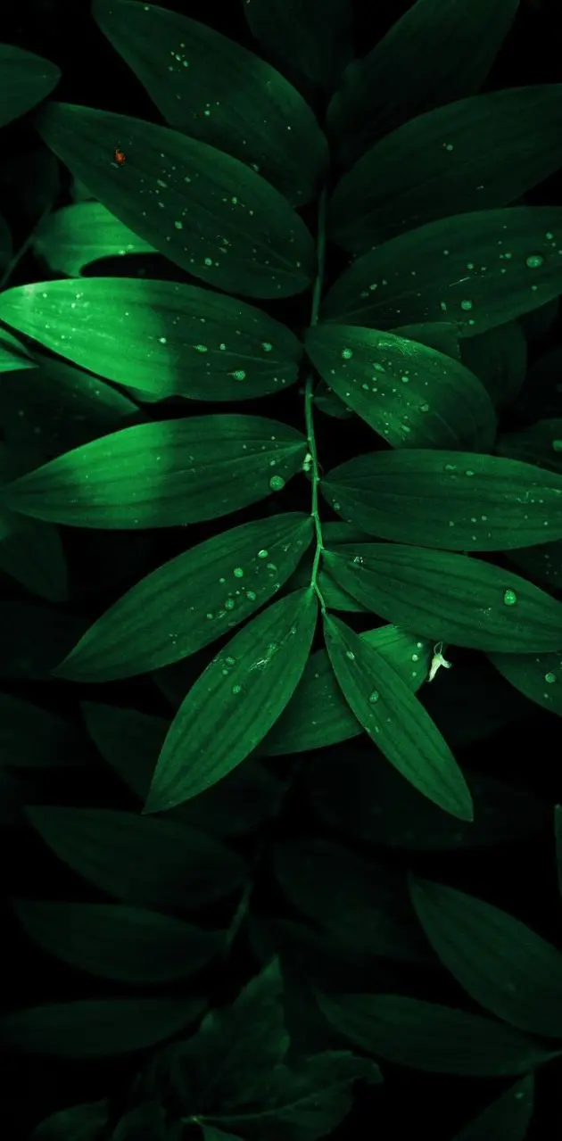 Green leaf ttk01