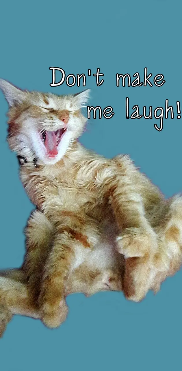Me Laugh Cat