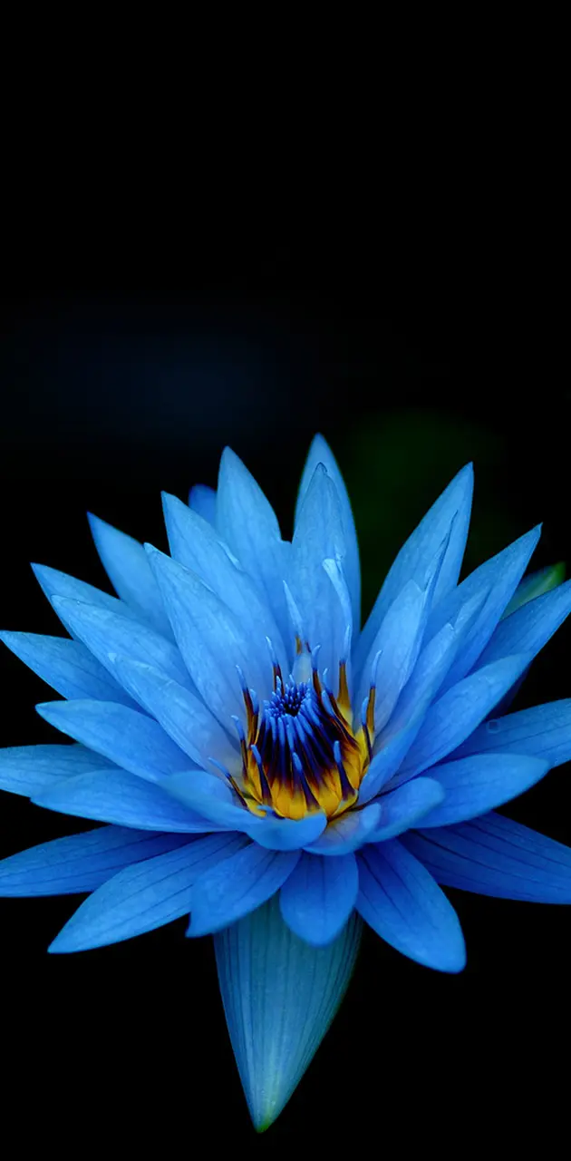 Blue Water Lilly