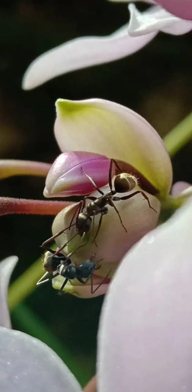 Ants and orchid