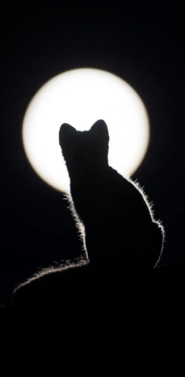 Moon cat