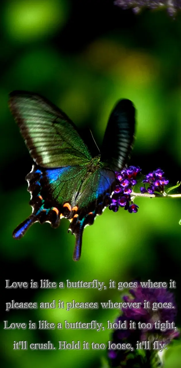 Like Butterfly