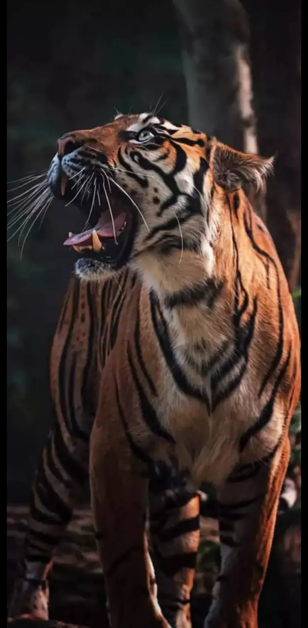 Tiger walpaper 