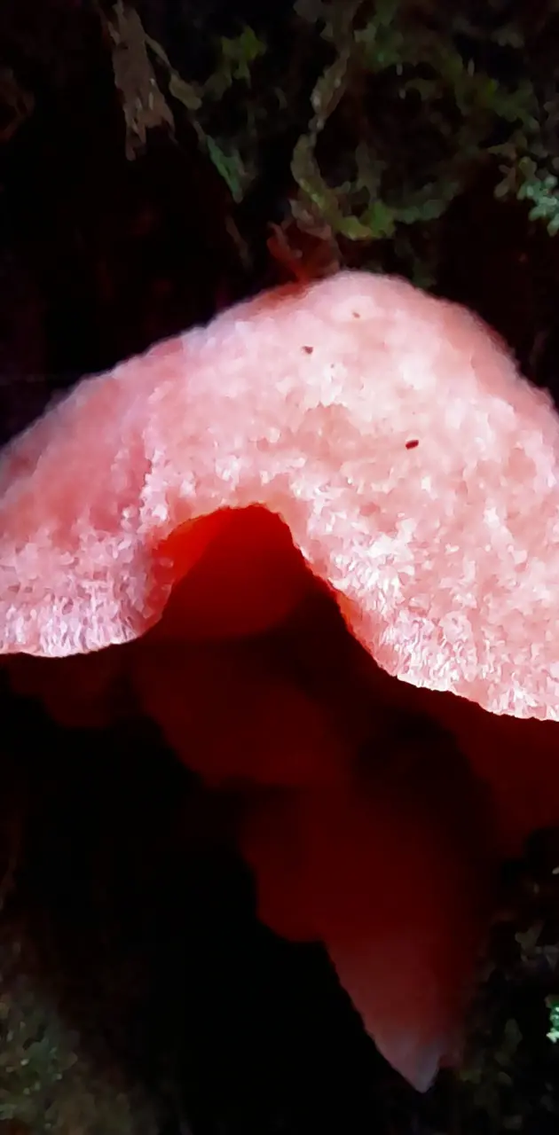 Pink mushroom 
