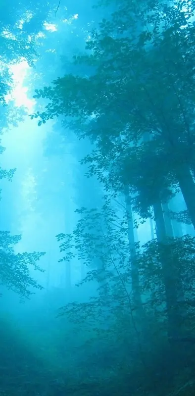 Blu Forest