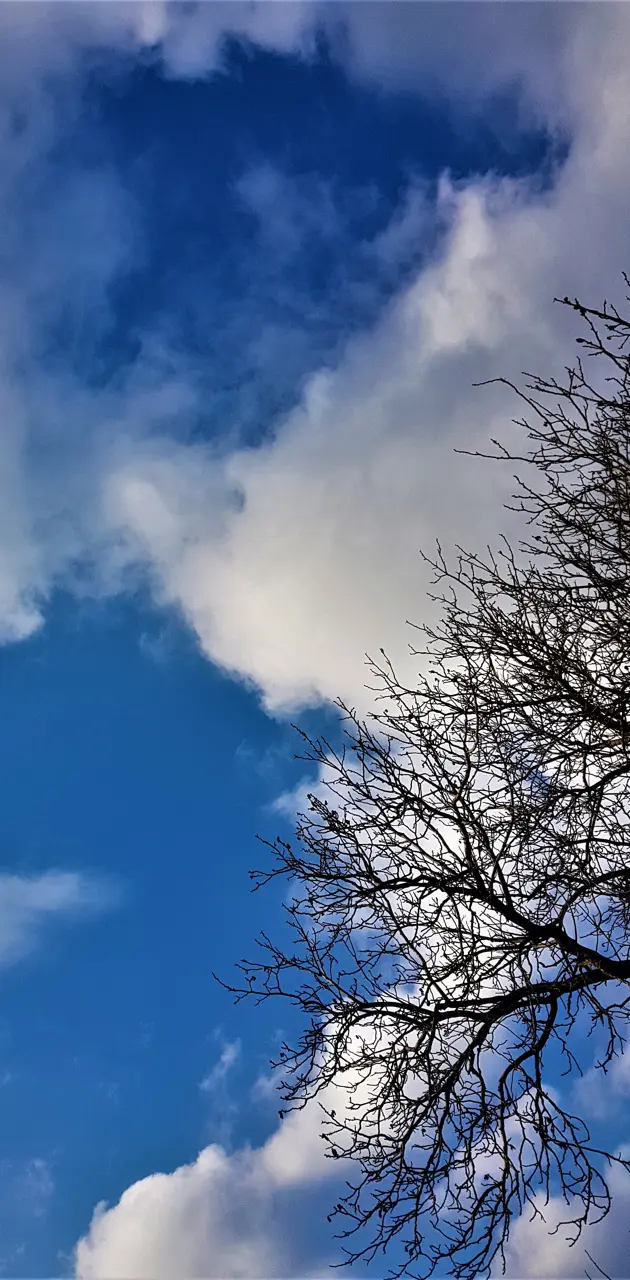 Cloud Sky Tree