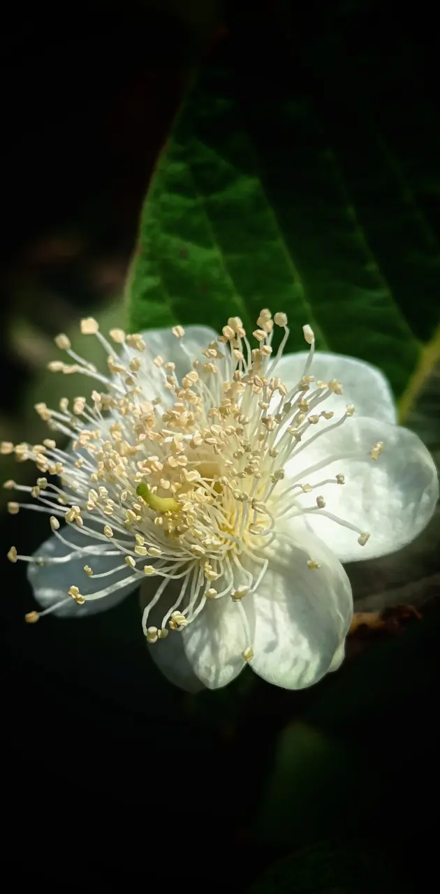 Guava Flower 
