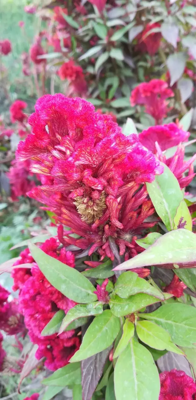  red flower 